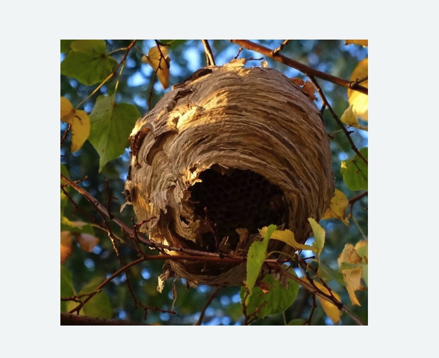 Обработка от шершней в Артёме