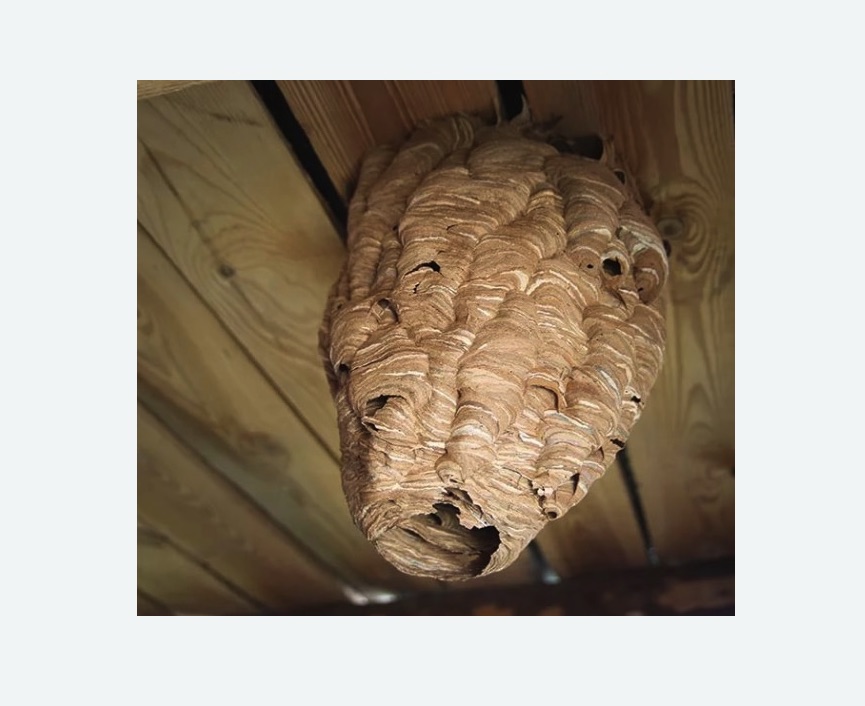 обработка от шершней в Артёме