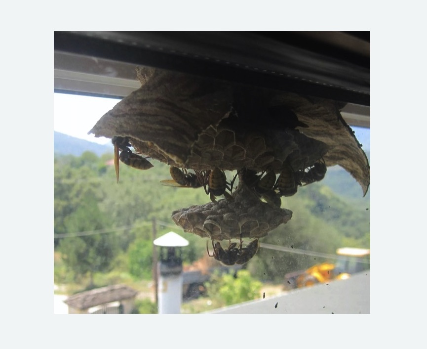 Уничтожение гнёзд шершней в Артёме