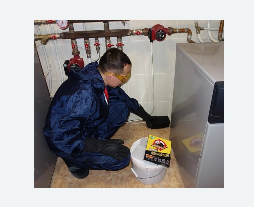 Уничтожение крыс Уничтожение крыс в Артёме