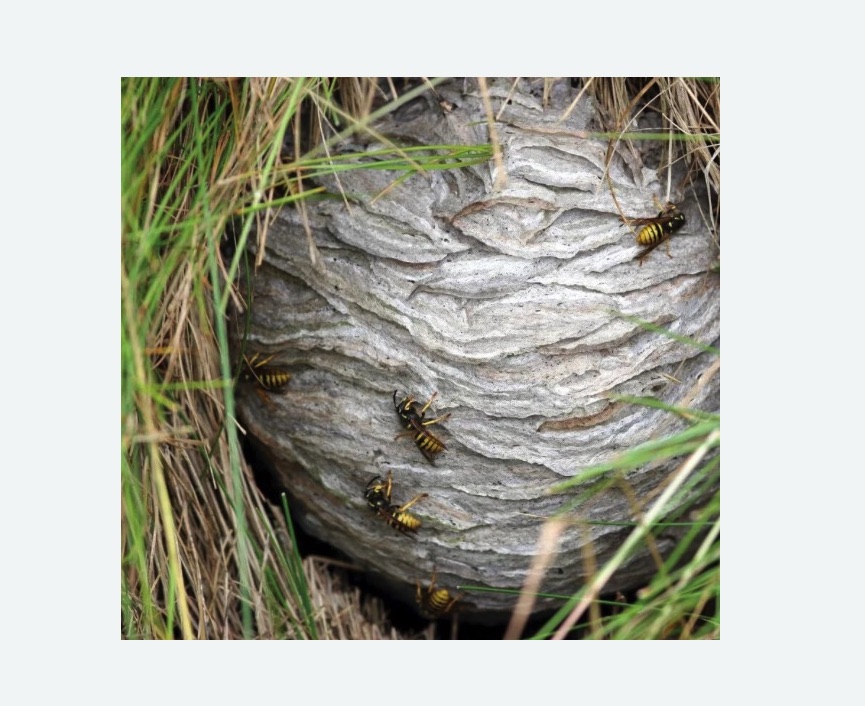 Уничтожение ос и ульев Уничтожение ос и ульев в Артёме